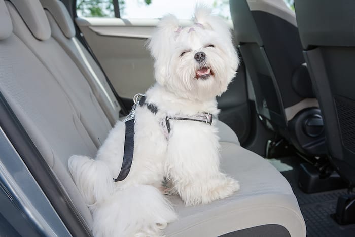 Universal Dog Seat Belt Restraint