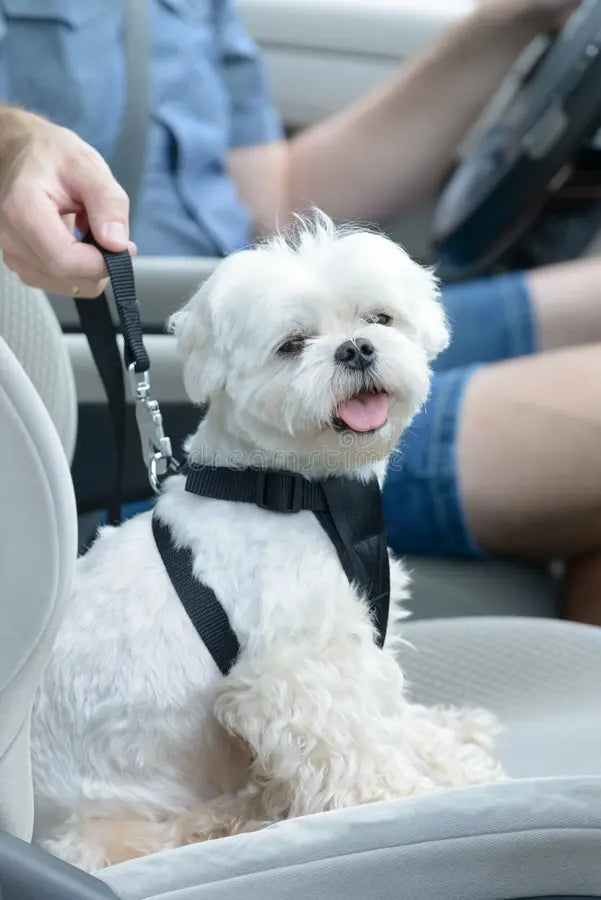 Universal Dog Seat Belt Restraint